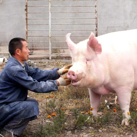 抖音发布最新生猪价格动态,地区与市场供求影响价格波动,需关注市场动态