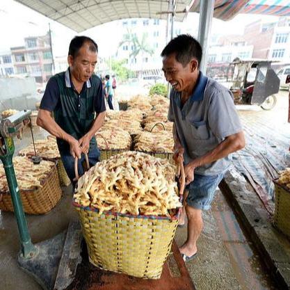 云南今日生姜价格最新报价,云南今日生姜价格走势