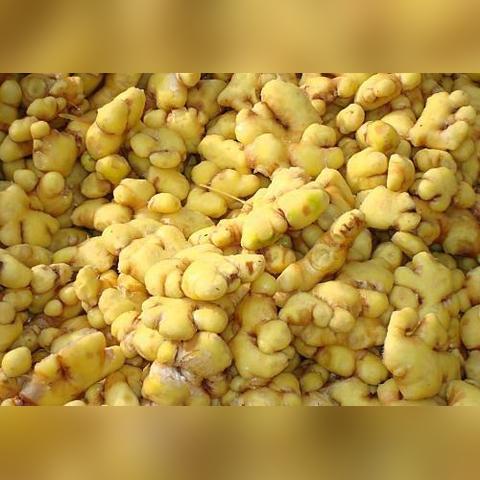 云南今日生姜价格最新报价,云南今日生姜价格走势