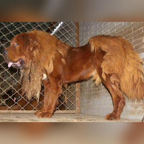 世界狗种类排名,世界狗种图片及名称