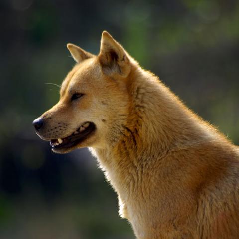 世界狗种类排名,世界狗种图片及名称