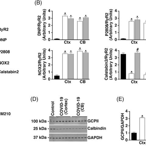 新冠最新研究方式分析报告,新冠研究进展