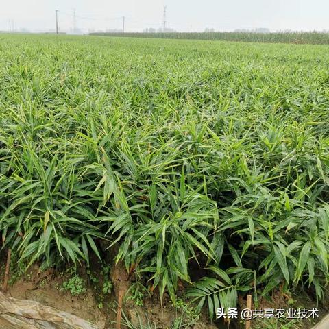 今日行唐最新消息疫情,今日天气行唐