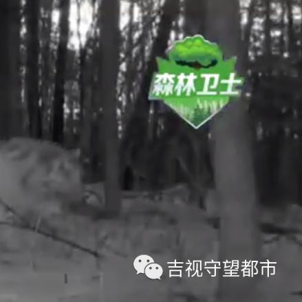 东北虎豹国家公园老虎保护成果显著,生态环境持续改善